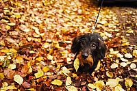 TopRq.com search results: autumn dog