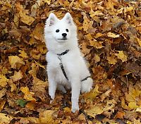 Fauna & Flora: autumn dog