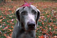 Fauna & Flora: autumn dog