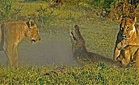 Fauna & Flora: alligator fighting against lions