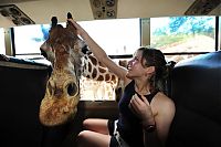 Fauna & Flora: friendly giraffe