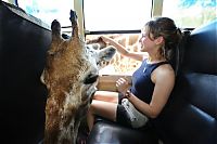 Fauna & Flora: friendly giraffe