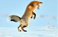 Fauna & Flora: Fox hunting for a mouse, Yellowstone National Park, Wyoming, United States