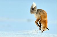 Fauna & Flora: Fox hunting for a mouse, Yellowstone National Park, Wyoming, United States