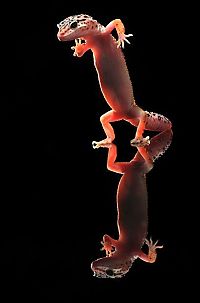 TopRq.com search results: dancing gecko lizard
