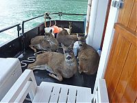 Fauna & Flora: Four deer saved from water, Stephens Passage, Alexander Archipelago, Alaska, United States