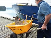 TopRq.com search results: Four deer saved from water, Stephens Passage, Alexander Archipelago, Alaska, United States