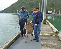 Fauna & Flora: Four deer saved from water, Stephens Passage, Alexander Archipelago, Alaska, United States