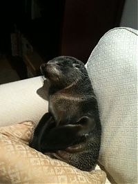TopRq.com search results: baby seal visited a house