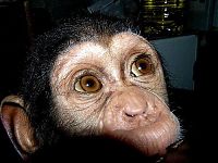 Fauna & Flora: chimpanzee baby adopted by a mastiff dog