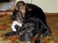 Fauna & Flora: chimpanzee baby adopted by a mastiff dog