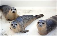 Fauna & Flora: Baby seals rescued by people, Denmark