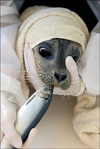 TopRq.com search results: Baby seals rescued by people, Denmark