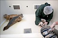 Fauna & Flora: Baby seals rescued by people, Denmark