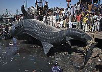 Fauna & Flora: Giant whale shark catch, Pakistan