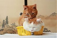 Fauna & Flora: two kitties in a basket