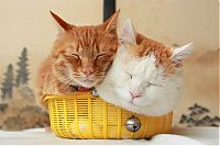 Fauna & Flora: two kitties in a basket