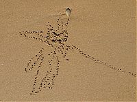 TopRq.com search results: sand bubbler crabs build sand pellets