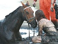 Fauna & Flora: Rescuing a horse stuck in mud, Avalon Beach, Corio Bay, Victoria, Australia