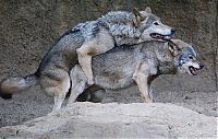 Fauna & Flora: gray wolf