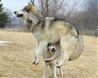 TopRq.com search results: gray wolf