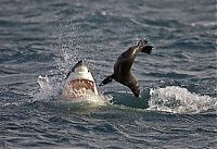 TopRq.com search results: hunting shark