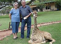 TopRq.com search results: pet giraffe