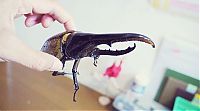 TopRq.com search results: the life of a hercules beetle