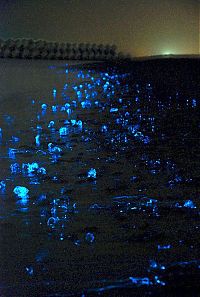 TopRq.com search results: glowing jellyfish