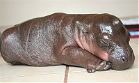 TopRq.com search results: 6-day-old baby hippopotamus calf