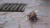 Fauna & Flora: kitten