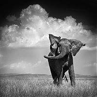 Fauna & Flora: black and white animal photography