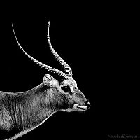 Fauna & Flora: black and white animal photography