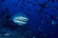 Fauna & Flora: bull shark