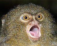 TopRq.com search results: pygmy marmoset
