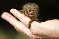 TopRq.com search results: pygmy marmoset