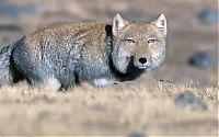 Fauna & Flora: tibetan sand fox