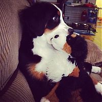 TopRq.com search results: pets with stuffed toys