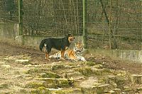 Fauna & Flora: tiger and a dog