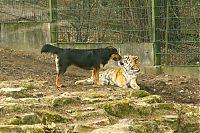 TopRq.com search results: tiger and a dog