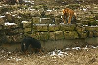 Fauna & Flora: tiger and a dog