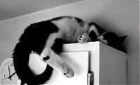 Fauna & Flora: sleeping cat