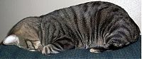 TopRq.com search results: sleeping cat