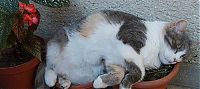 Fauna & Flora: sleeping cat