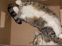 TopRq.com search results: sleeping cat