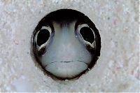 TopRq.com search results: sea life creature
