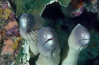 TopRq.com search results: sea life creature