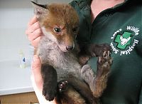 Fauna & Flora: fox rescued from mud