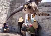 Fauna & Flora: falcon saving eyasses against people
