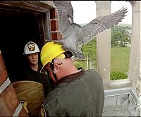 Fauna & Flora: falcon saving eyasses against people